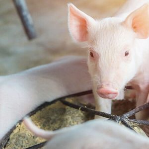 How-to-Make-Pig-Feed-Pellets